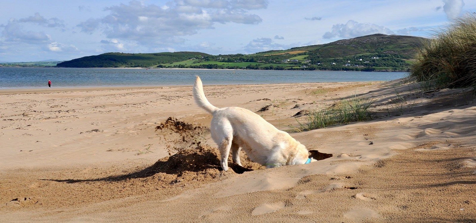 Rathmullan House Dog on Beach